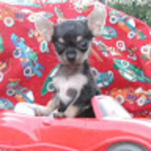 ciscodog2